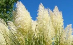 White Pampas Grass - 6 Pack Of 1 Gallon Pots -FRUIT TREES & PLANTS Sales Picture Pampas Grass White 4