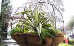 Color Guard Yucca - 2 Gallon Pot -FRUIT TREES & PLANTS Sales Picture Yucca Color Guard Basket 1