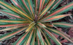 Color Guard Yucca - 2 Gallon Pot -FRUIT TREES & PLANTS Sales Picture Yucca Color Guard Fall Color