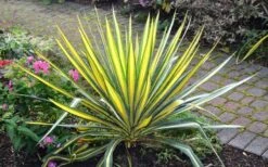 Color Guard Yucca - 2 Gallon Pot -FRUIT TREES & PLANTS Sales Picture Yucca Color Guard Plant