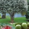 Pineapple Guava - Feijoa Sellowiana - 3 Gallon Pot -FRUIT TREES & PLANTS Sales Pineapple Guava 500x750 1