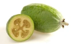 Pineapple Guava - Feijoa Sellowiana - 3 Gallon Pot -FRUIT TREES & PLANTS Sales Pineapple Guava Fruit