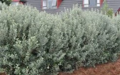 Pineapple Guava - Feijoa Sellowiana - 3 Gallon Pot -FRUIT TREES & PLANTS Sales Pineapple Guava Hedge