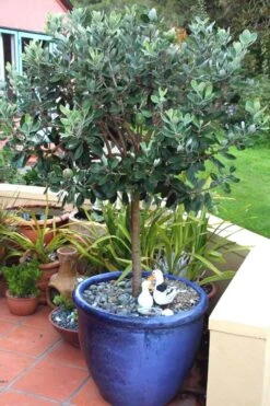 Pineapple Guava - Feijoa Sellowiana - 3 Gallon Pot -FRUIT TREES & PLANTS Sales Pineapple Guava In Pot 500x750 1