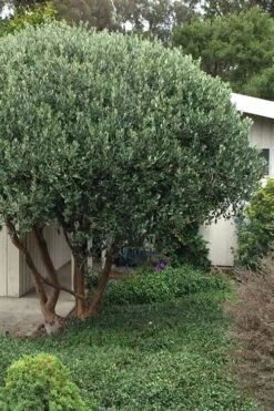 Pineapple Guava - Feijoa Sellowiana - 3 Gallon Pot -FRUIT TREES & PLANTS Sales Pineapple Guava Tree 21