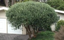 Pineapple Guava - Feijoa Sellowiana - 3 Gallon Pot -FRUIT TREES & PLANTS Sales Pineapple Guava Tree 22