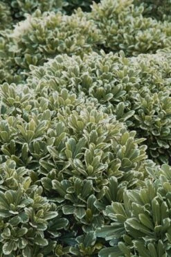 Mojo Dwarf Variegated Pittosporum - 2 Gallon Pot 11 Mojo Dwarf Variegated Pittosporum - 2 Gallon Pot -FRUIT TREES & PLANTS Sales Pittosporum Mojo 11 1
