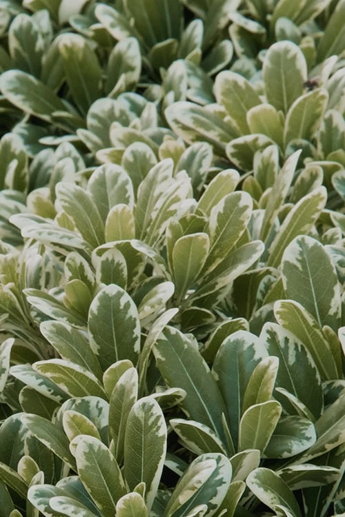 Mojo Dwarf Variegated Pittosporum - 2 Gallon Pot 3 Mojo Dwarf Variegated Pittosporum - 2 Gallon Pot