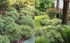 Mojo Dwarf Variegated Pittosporum - 2 Gallon Pot 12 Mojo Dwarf Variegated Pittosporum - 2 Gallon Pot -FRUIT TREES & PLANTS Sales Pittosporum Mojo 6 1