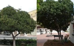 Green Pittosporum (Japanese Mock Orange) - 3 Gallon Pot -FRUIT TREES & PLANTS Sales Pittosporum Tree Form