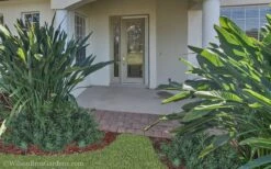 Pringles Dwarf Podocarpus Yew - 1 Gallon Pot -FRUIT TREES & PLANTS Sales Podocarpus Pringles 21