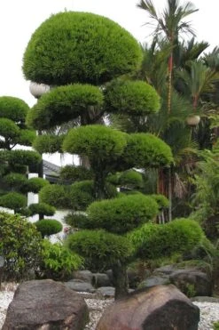 Podocarpus Macrophyllus Upright Yew - 3 Gallon Pot -FRUIT TREES & PLANTS Sales Podocarpus Upright Yew 10