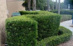 Podocarpus Macrophyllus Upright Yew - 3 Gallon Pot -FRUIT TREES & PLANTS Sales Podocarpus Upright Yew 11