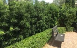 Podocarpus Macrophyllus Upright Yew - 3 Gallon Pot -FRUIT TREES & PLANTS Sales Podocarpus Upright Yew 12