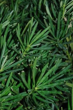 Podocarpus Macrophyllus Upright Yew - 3 Gallon Pot -FRUIT TREES & PLANTS Sales Podocarpus Upright Yew 13