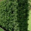 Podocarpus Macrophyllus Upright Yew - 3 Gallon Pot 1 Podocarpus Macrophyllus Upright Yew - 3 Gallon Pot -FRUIT TREES & PLANTS Sales Podocarpus Upright Yew 15