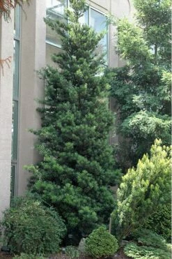 Podocarpus Macrophyllus Upright Yew - 3 Gallon Pot -FRUIT TREES & PLANTS Sales Podocarpus Upright Yew 500x750 1
