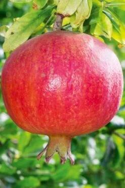 Russian 26 Cold Hardy Pomegranate - 6 Pack Of 1 Gallon Pots 15 Russian 26 Cold Hardy Pomegranate - 6 Pack Of 1 Gallon Pots -FRUIT TREES & PLANTS Sales Pomegranate Russian 26 10