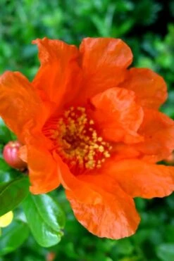 Russian 26 Cold Hardy Pomegranate - 6 Pack Of 1 Gallon Pots 13 Russian 26 Cold Hardy Pomegranate - 6 Pack Of 1 Gallon Pots -FRUIT TREES & PLANTS Sales Pomegranate Russian 26 11