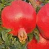 Russian 26 Cold Hardy Pomegranate - 6 Pack Of 1 Gallon Pots -FRUIT TREES & PLANTS Sales Pomegranate Russian 26 Rev 500x750 1