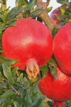 Salavatski Cold Hardy Russian Pomegranate - 1 Gallon Pot 13 Salavatski Cold Hardy Russian Pomegranate - 1 Gallon Pot -FRUIT TREES & PLANTS Sales Pomegranate Russian 26 Rev 500x750 3