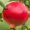 Salavatski Cold Hardy Russian Pomegranate - 1 Gallon Pot -FRUIT TREES & PLANTS Sales Pomegranate Salavatski 1