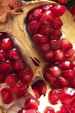 Salavatski Cold Hardy Russian Pomegranate - 1 Gallon Pot 11 Salavatski Cold Hardy Russian Pomegranate - 1 Gallon Pot -FRUIT TREES & PLANTS Sales Pomegranate Salavatski 2