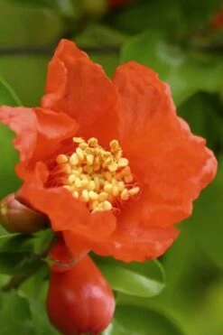 Salavatski Cold Hardy Russian Pomegranate - 1 Gallon Pot 12 Salavatski Cold Hardy Russian Pomegranate - 1 Gallon Pot -FRUIT TREES & PLANTS Sales Pomegranate Salavatski 3