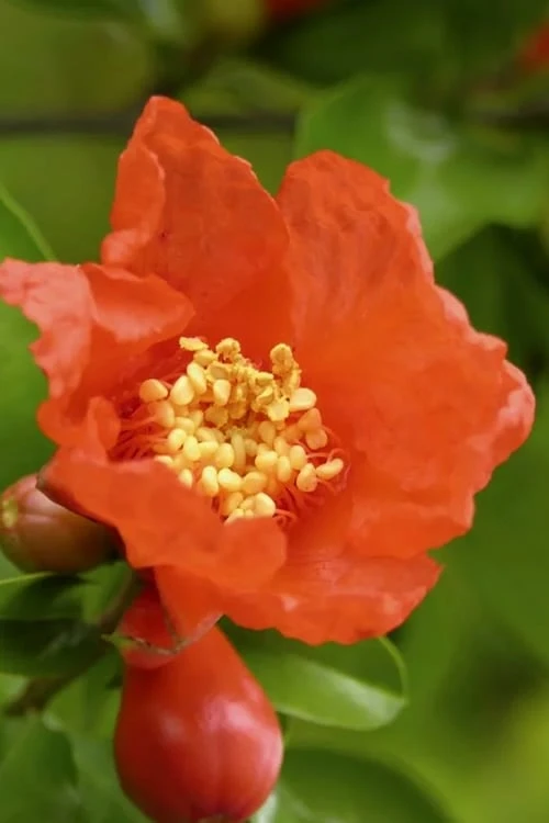 Salavatski Cold Hardy Russian Pomegranate - 1 Gallon Pot 7 Salavatski Cold Hardy Russian Pomegranate - 1 Gallon Pot - Image 5