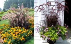 Purple Fountain Grass (Pennisetum Rubrum) - 1 Gallon Pot 13 Purple Fountain Grass (Pennisetum Rubrum) - 1 Gallon Pot -FRUIT TREES & PLANTS Sales Purple Dountain Grass Beds Containers