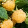 Fall Gold Raspberry - 1 Gallon Pot -FRUIT TREES & PLANTS Sales Raspberry Fall Gold 1