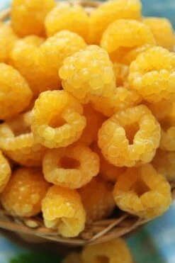 Fall Gold Raspberry - 1 Gallon Pot 9 Fall Gold Raspberry - 1 Gallon Pot -FRUIT TREES & PLANTS Sales Raspberry Fall Gold 2