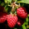 Heritage Raspberry - 6 Pack Of 1 Gallon Pots -FRUIT TREES & PLANTS Sales Raspberry Heritage 500x750 1