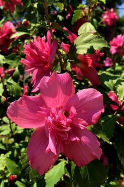 Lucy Rose Of Sharon (Single Trunk Tree) - 7 Gallon Pot (4-5') -FRUIT TREES & PLANTS Sales Rose Of Sharon Lucy 13