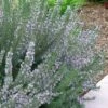 Arp Rosemary - 1 Gallon Pot -FRUIT TREES & PLANTS Sales Rosemary Arp 500x750 2