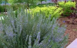 Arp Rosemary - 1 Gallon Pot -FRUIT TREES & PLANTS Sales Rosemary Arp Blooming 1