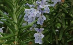 Arp Rosemary Pyramid Form - 2 Gallon Pot -FRUIT TREES & PLANTS Sales Rosemary Arp Closeup 2 1