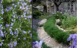 Chef's Choice Rosemary - 1 Gallon Pot -FRUIT TREES & PLANTS Sales Rosemary Chefs Choice 2