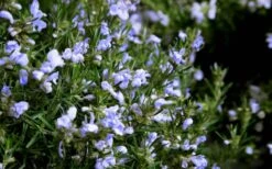 Chef's Choice Rosemary - 3 Gallon Pot -FRUIT TREES & PLANTS Sales Rosemary Chefs Choice Flowers 2