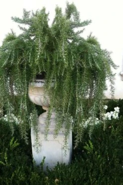 Foxtail Rosemary Plant - 1 Gallon Pot 10 Foxtail Rosemary Plant - 1 Gallon Pot -FRUIT TREES & PLANTS Sales Rosemary Foxtail 2 1