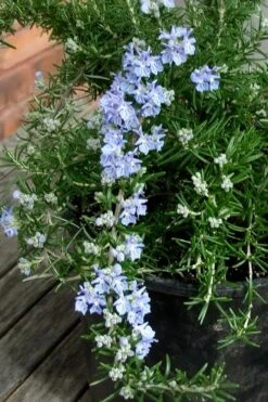 Foxtail Rosemary Plant - 3 Pack Of Quart Pots 11 Foxtail Rosemary Plant - 3 Pack Of Quart Pots -FRUIT TREES & PLANTS Sales Rosemary Foxtail 3