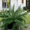 Foxtail Rosemary Plant - 1 Gallon Pot -FRUIT TREES & PLANTS Sales Rosemary Foxtail 5 1