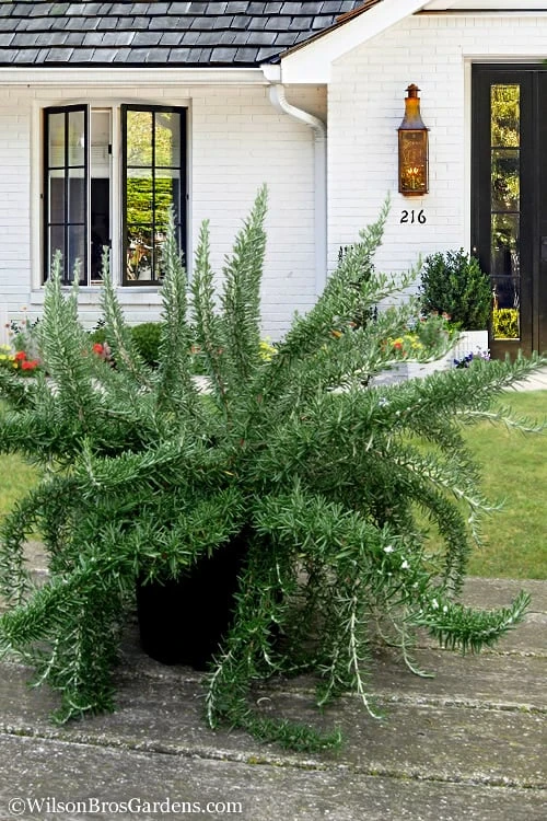 Foxtail Rosemary Plant - 3 Pack Of Quart Pots 3 Foxtail Rosemary Plant - 3 Pack Of Quart Pots