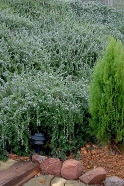 Prostrate Creeping Rosemary - 6 Pack Of Pint Pots -FRUIT TREES & PLANTS Sales Rosemary Prostrate 12