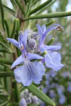 Prostrate Creeping Rosemary - 6 Pack Of Pint Pots -FRUIT TREES & PLANTS Sales Rosemary Prostrate 17