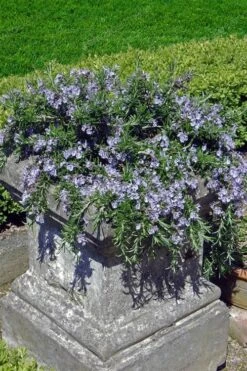 Prostrate Creeping Rosemary - 1 Gallon Pot -FRUIT TREES & PLANTS Sales Rosemary Prostrate 18 1