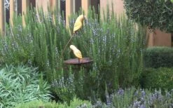 Tuscan Blue Rosemary - 5 Pack Of Quart Pots 10 Tuscan Blue Rosemary - 5 Pack Of Quart Pots -FRUIT TREES & PLANTS Sales Rosemary Tuscan Blue 2