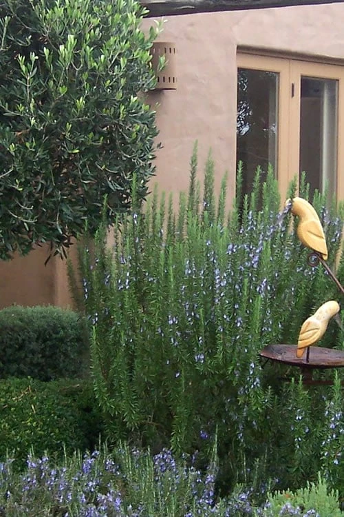 Tuscan Blue Rosemary - 5 Pack Of Quart Pots 3 Tuscan Blue Rosemary - 5 Pack Of Quart Pots