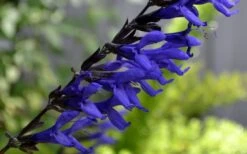 Black And Blue Salvia (Blue Anise Sage) - Salvia Guaranitica - 6 Pack Of 1 Gallon Pots 15 Black And Blue Salvia (Blue Anise Sage) - Salvia Guaranitica - 6 Pack Of 1 Gallon Pots -FRUIT TREES & PLANTS Sales Salvia Black And Blue 1