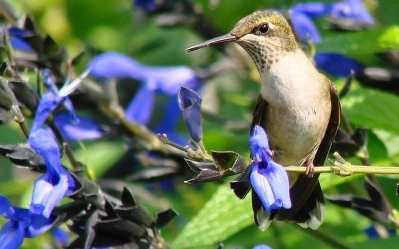 Black And Blue Salvia (Blue Anise Sage) - Salvia Guaranitica - 6 Pack Of 1 Gallon Pots 8 Black And Blue Salvia (Blue Anise Sage) - Salvia Guaranitica - 6 Pack Of 1 Gallon Pots - Image 6
